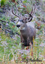 Odocoileus hemionus